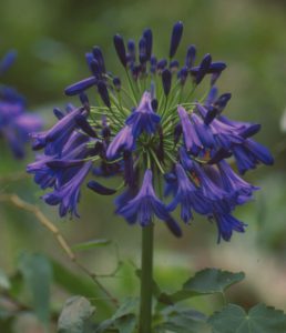 Agapanthus 'Storm Cloud'