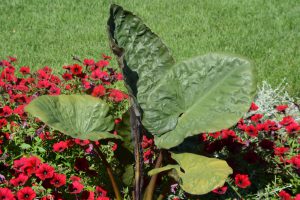 Alocasia 'Serendipity'