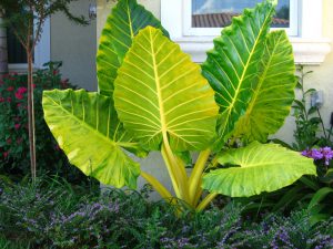 Alocasia macrorrhizos ‘Lutea’