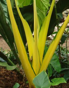 Alocasia macrorrhizos ‘Lutea’