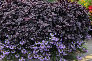 Alternanthera brasiliana 'Little Ruby'