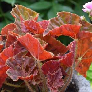 Begonia