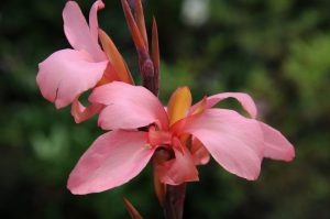 Canna 'Blueberry Sparkler'