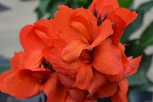 Canna Cannova® Bronze Orange