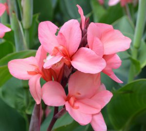 Canna Cannova 'Mango'