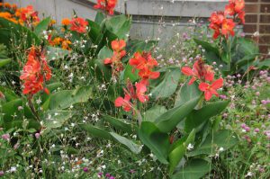 Canna 'South Pacific Scarlet'