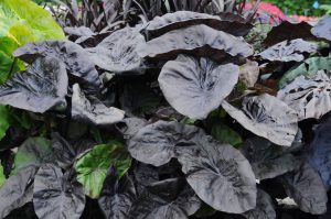 Colocasia esculenta 'Kona Coffee'