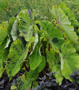 Colocasia esculenta 'Mojito'