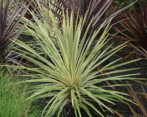 Cordyline australis 'Torbay Dazzler'