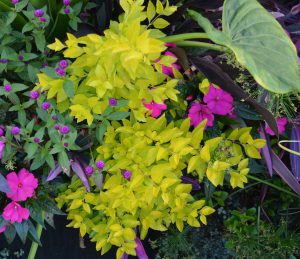 Duranta erecta 'Sunstruck'