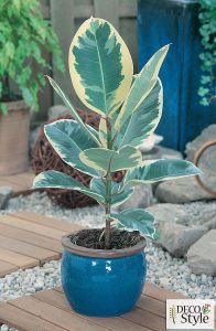 Ficus elastica 'Tineke'