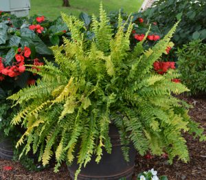 Nephrolepis exaltata 'Tiger Fern'