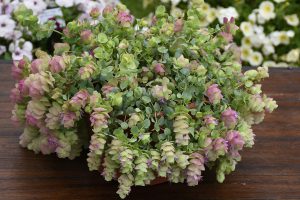 Origanum 'Kirigami'