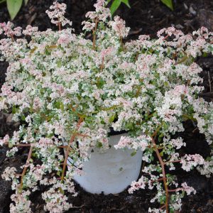 Pilea glauca Aquamarine Deco Style