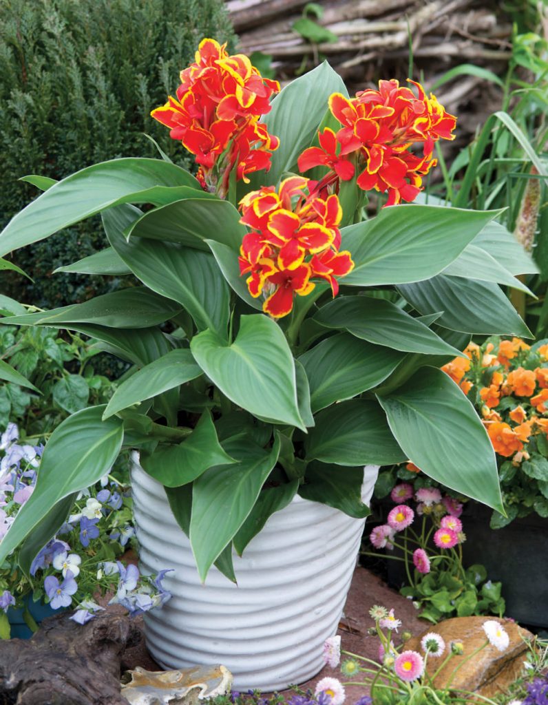 Canna Cannova Red Golden Flame Deco Style 