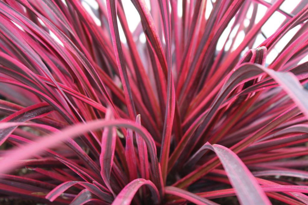 Cordyline Festival® Raspberry - Deco-Style