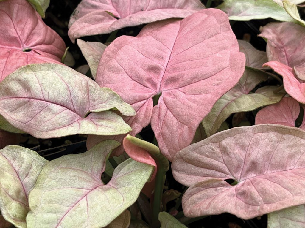 Syngonium podophyllum 'Neon Robusta' - Deco-Style