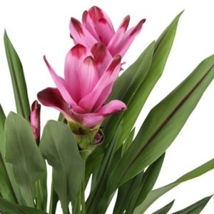 Curcuma