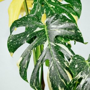 Monstera